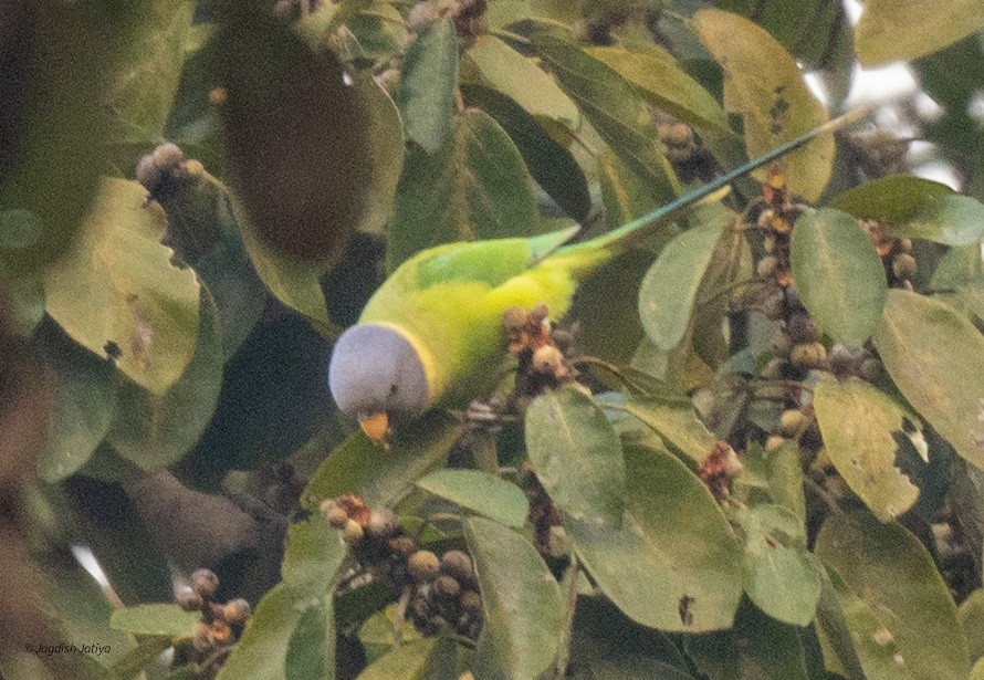Plum-headed Parakeet - ML615032320