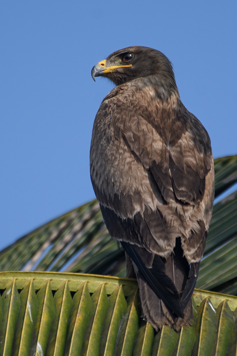 Indian Spotted Eagle - ML615032404