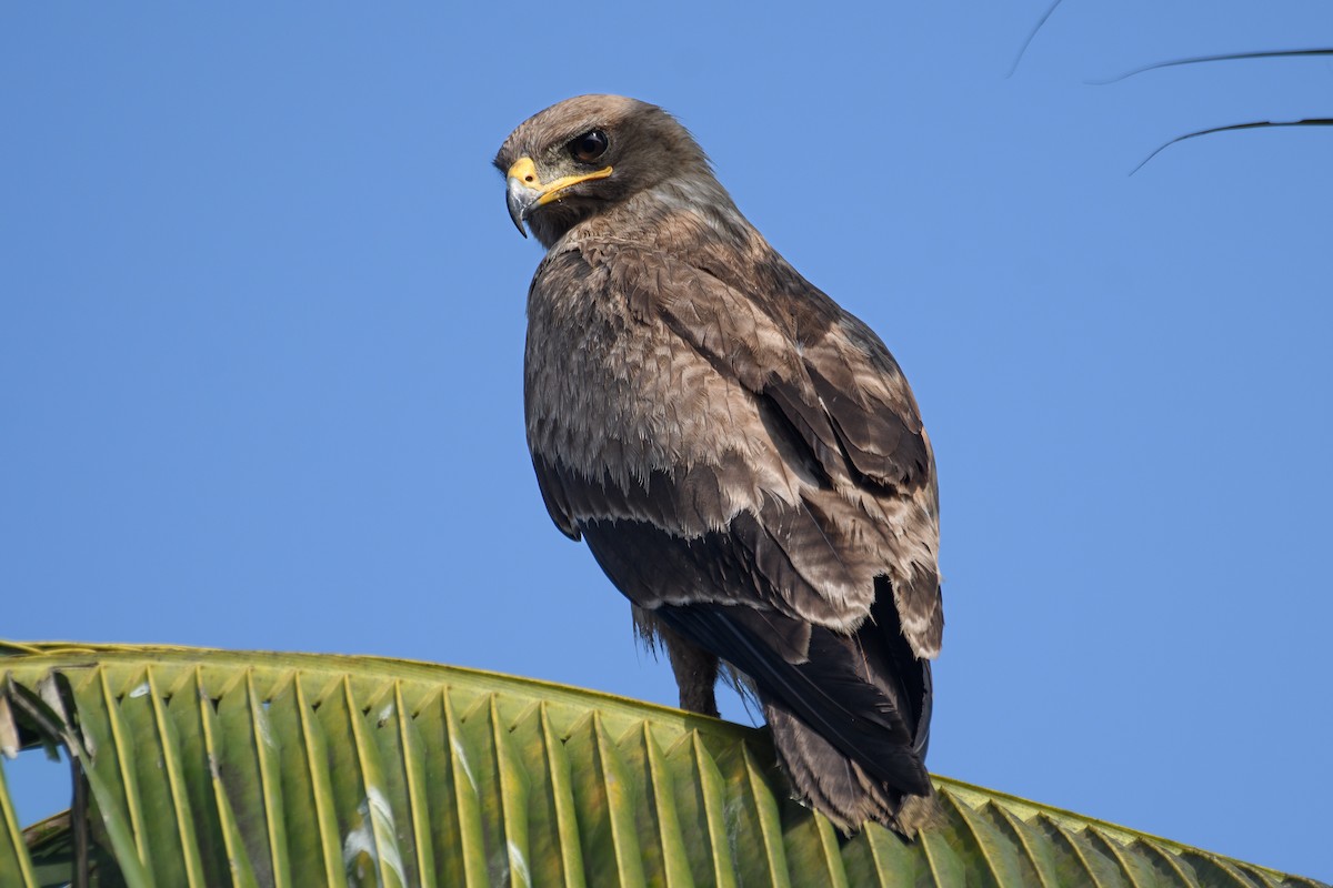 Indian Spotted Eagle - H Nambiar