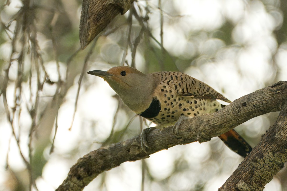 Northern Flicker (Red-shafted) - ML615032540