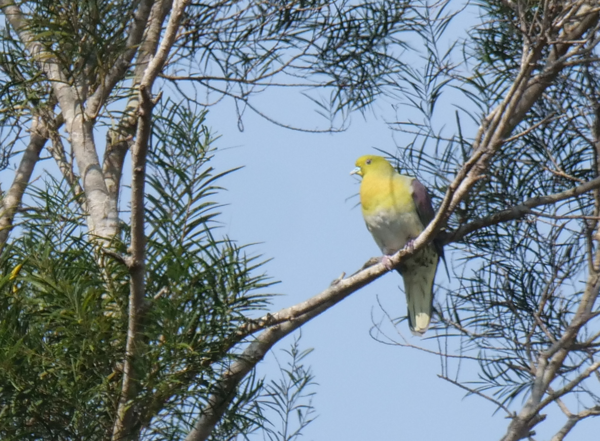 White-bellied Green-Pigeon - ML615032599
