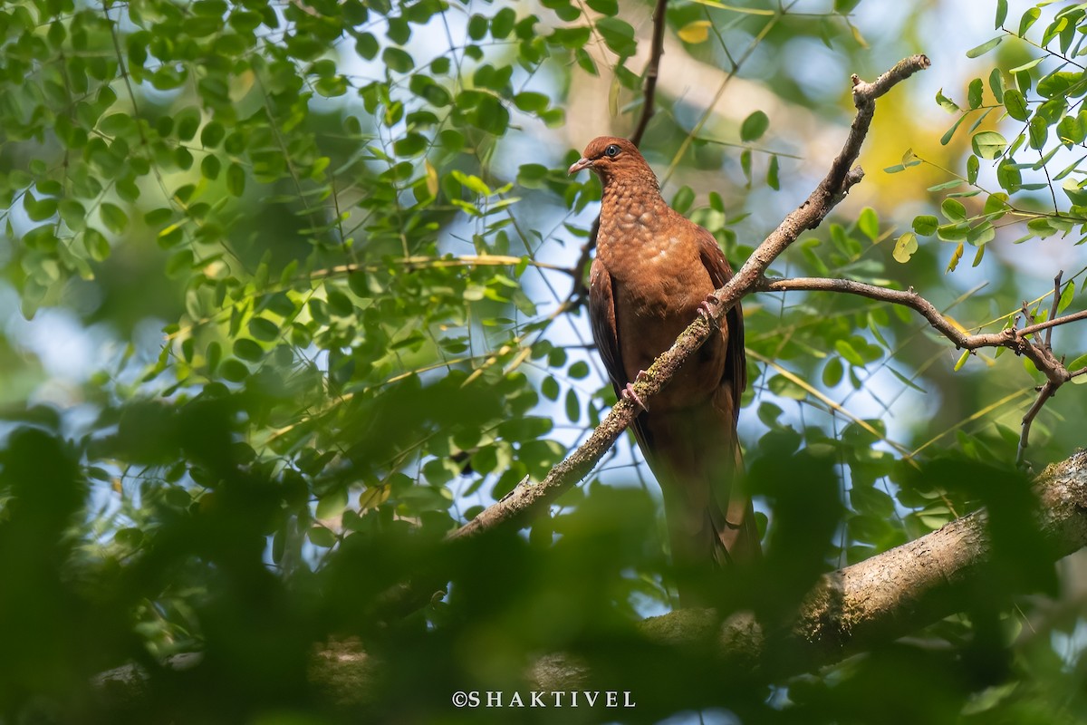 Andaman Cuckoo-Dove - ML615032732