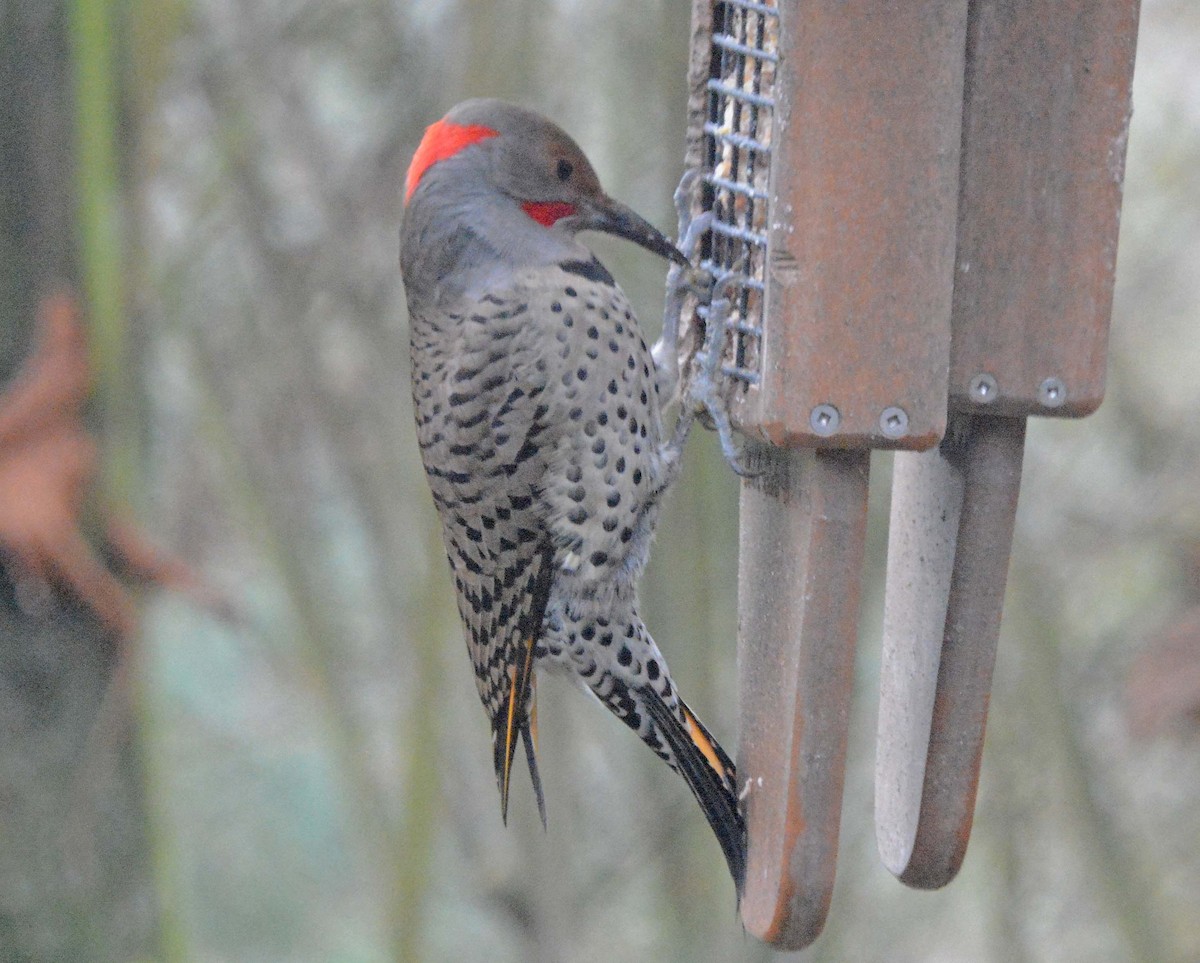 Northern Flicker (Yellow-shafted x Red-shafted) - ML615032801