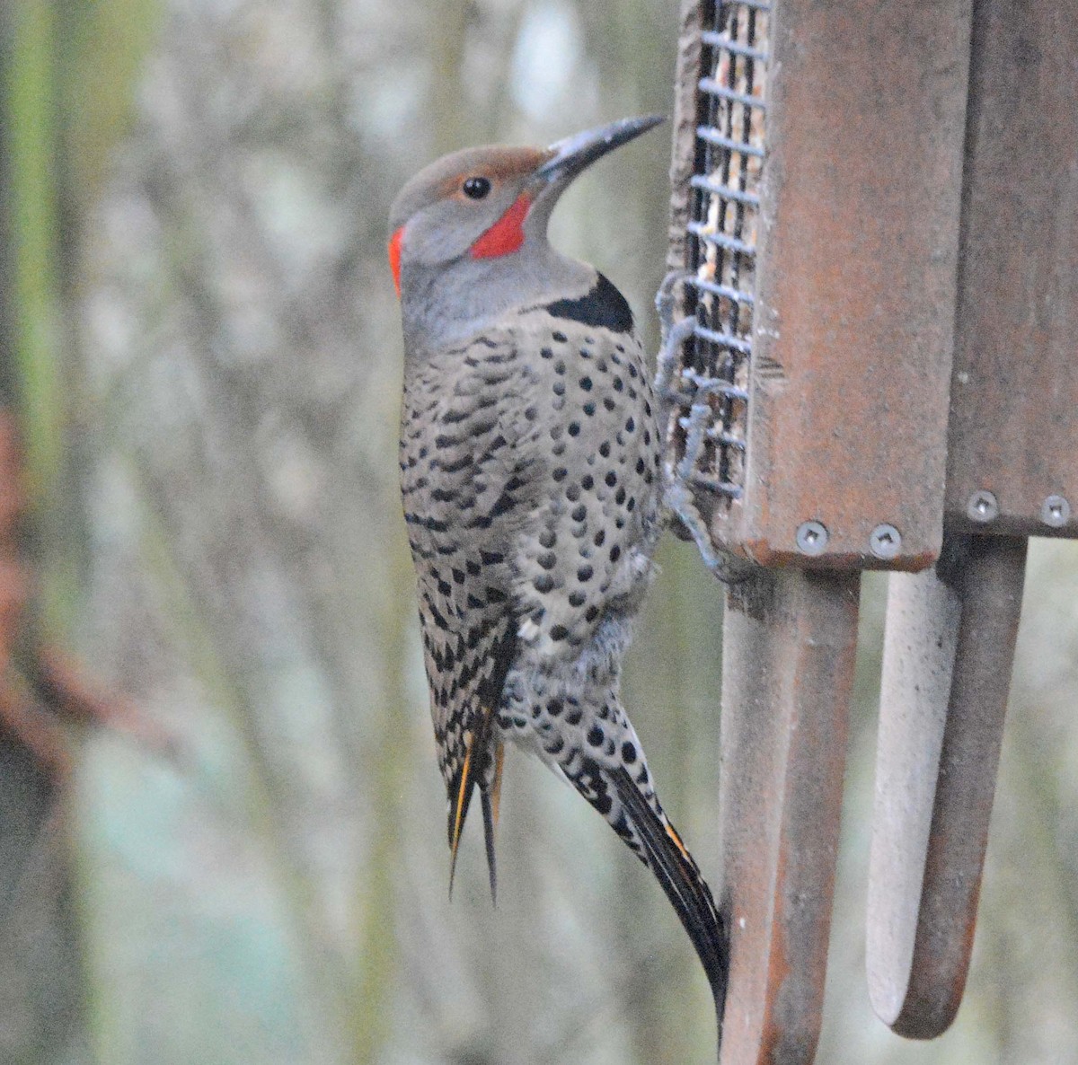 Northern Flicker (Yellow-shafted x Red-shafted) - ML615032802
