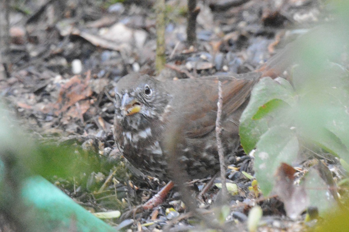 Fox Sparrow (Sooty) - ML615032837