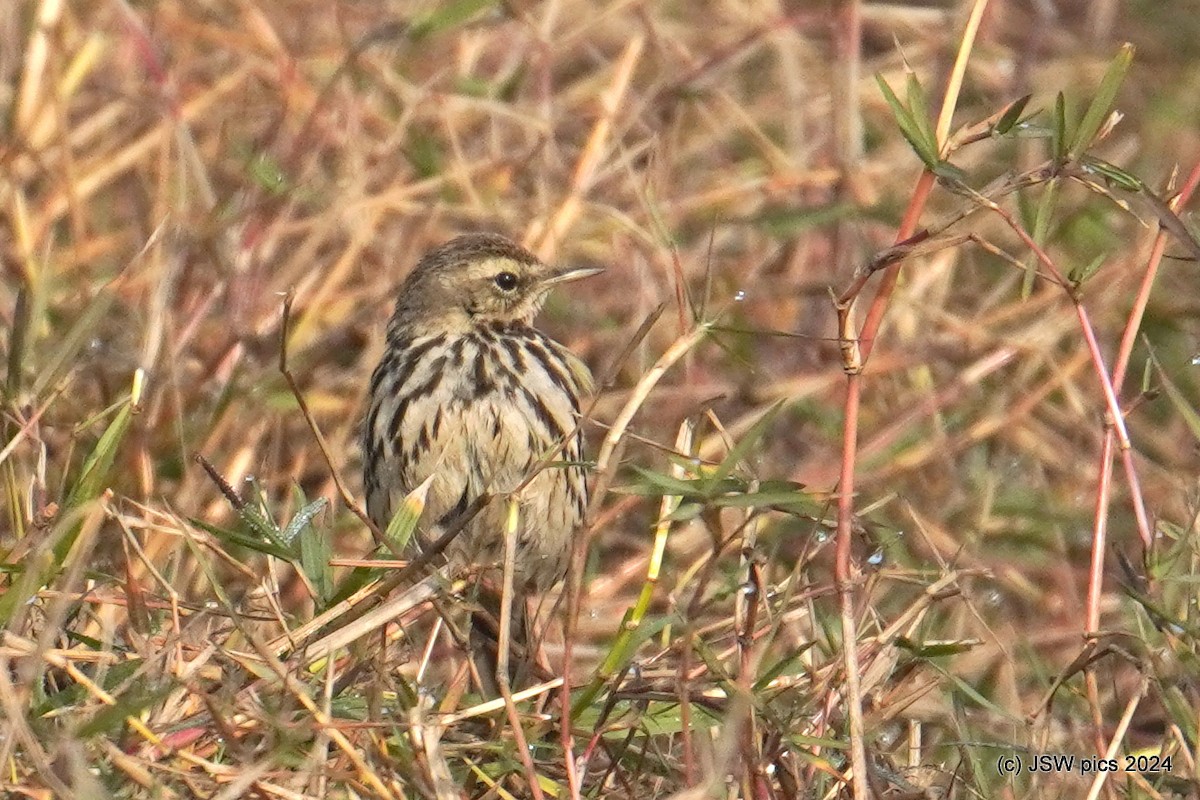 Rosy Pipit - ML615032840
