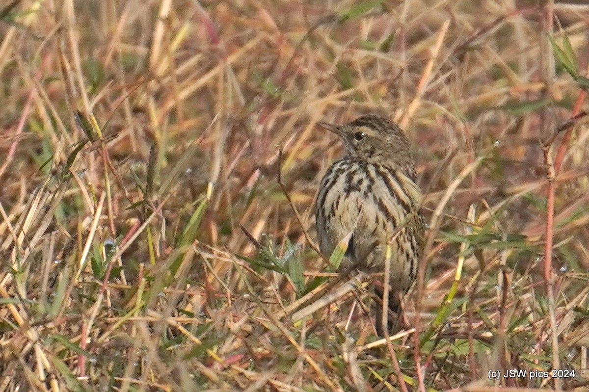 Rosy Pipit - ML615032841