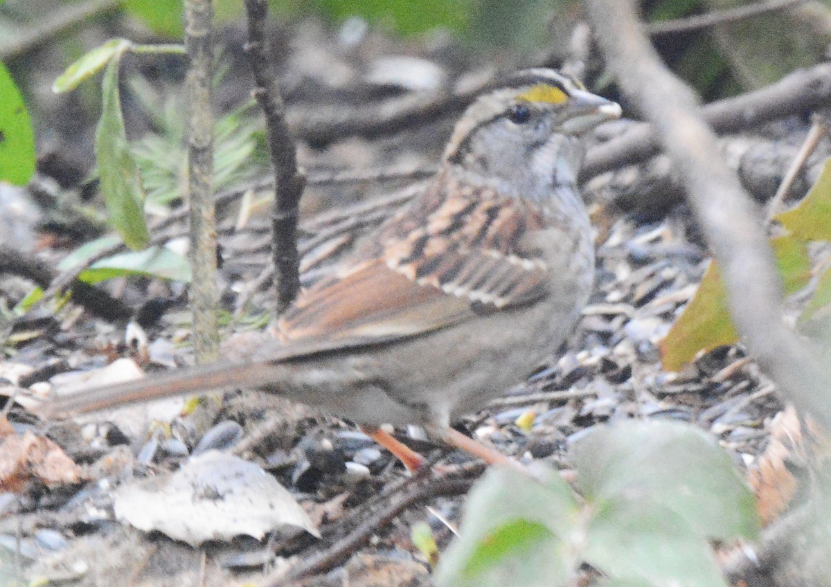White-throated Sparrow - ML615032857