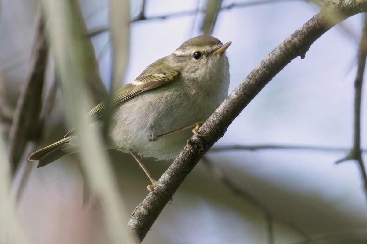 Yellow-browed Warbler - ML615032976