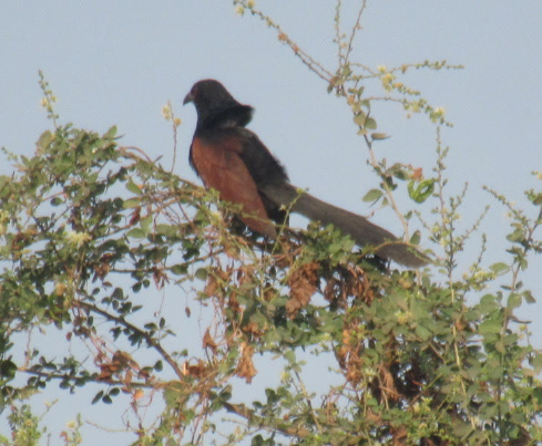 Greater Coucal - ML615033164