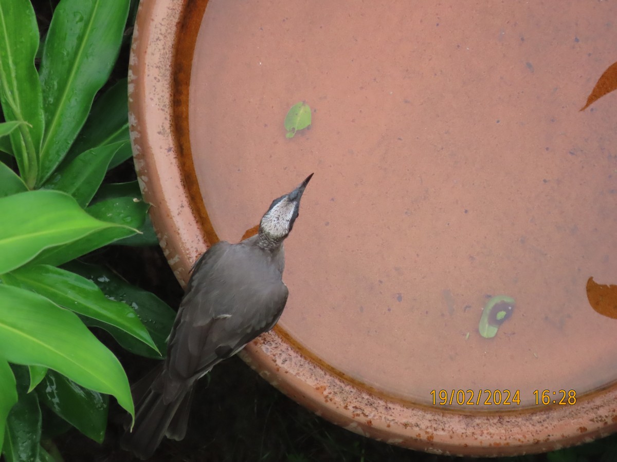 Helmeted Friarbird (Hornbill) - ML615033251