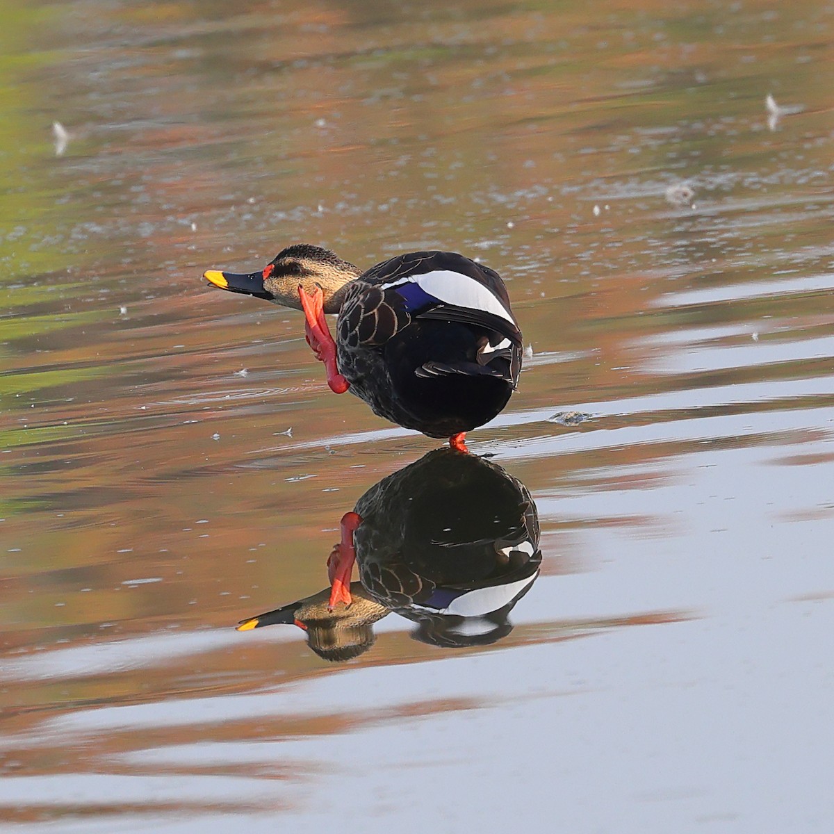 Indian Spot-billed Duck - ML615033323