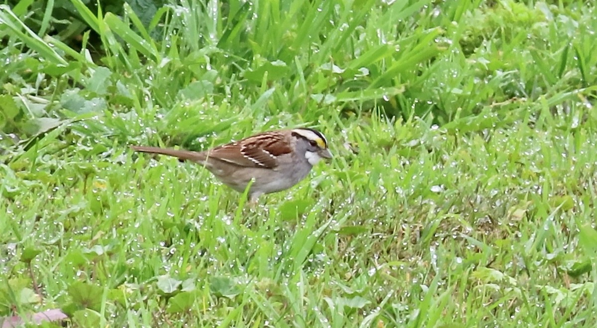 White-throated Sparrow - ML615033390