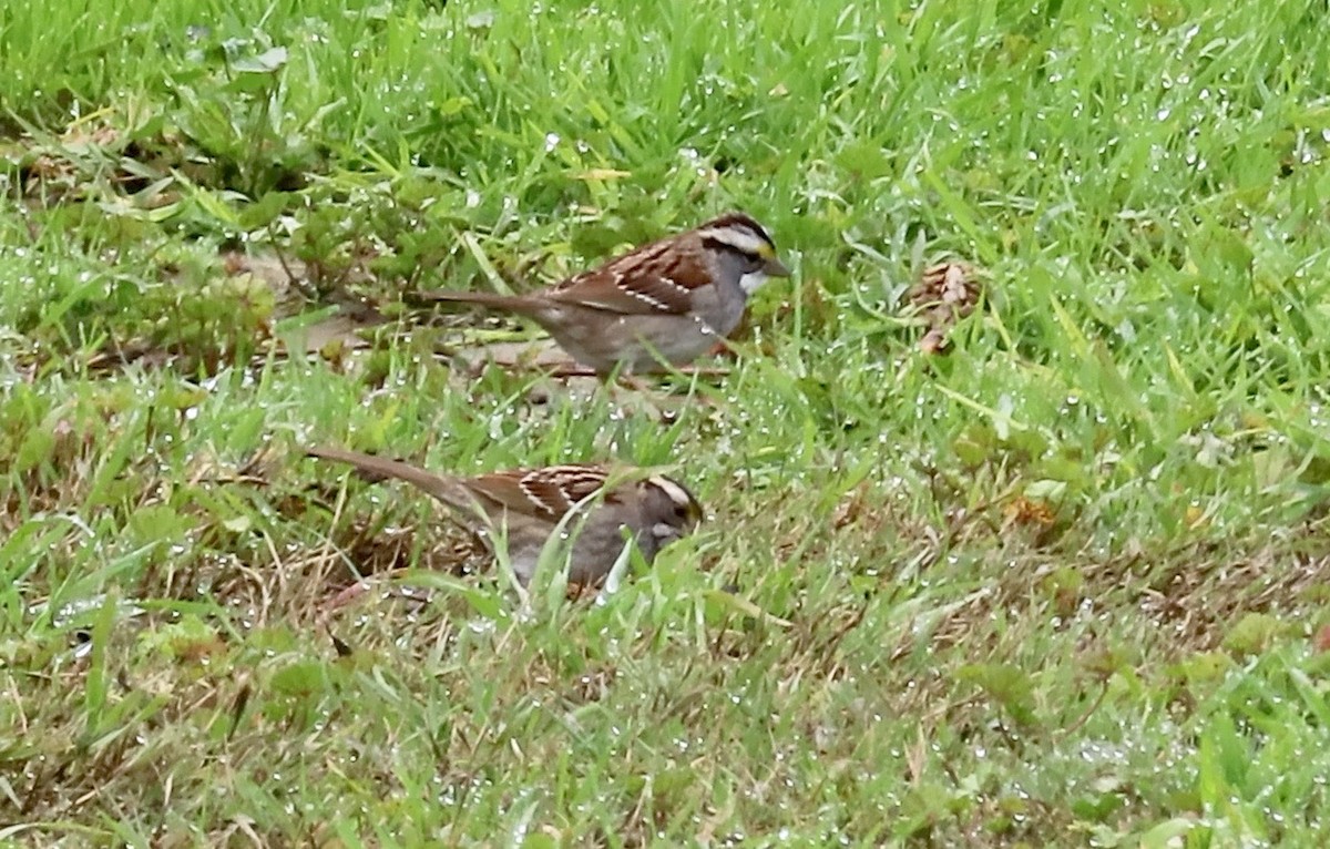 White-throated Sparrow - ML615033409