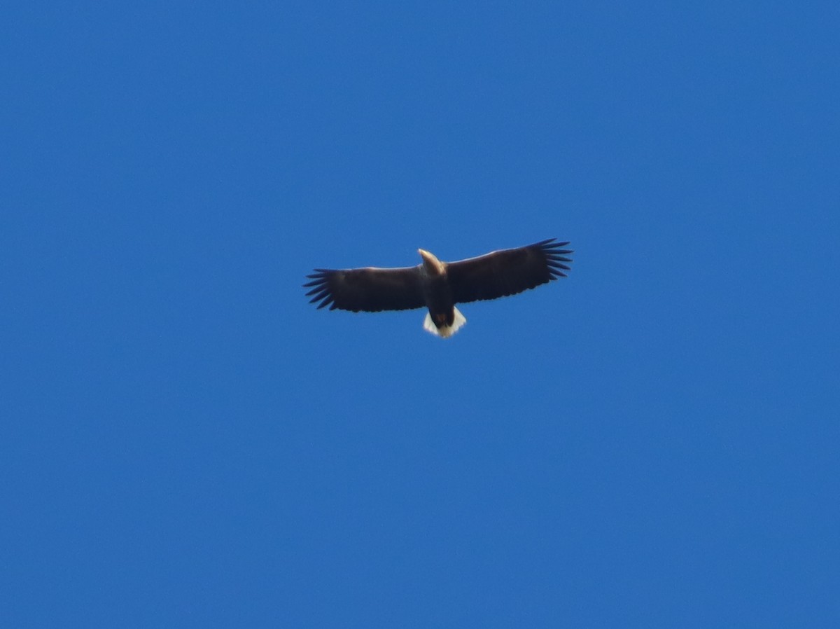 White-tailed Eagle - ML615033580