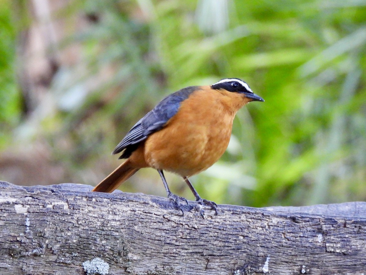 White-browed Robin-Chat - ML615033621