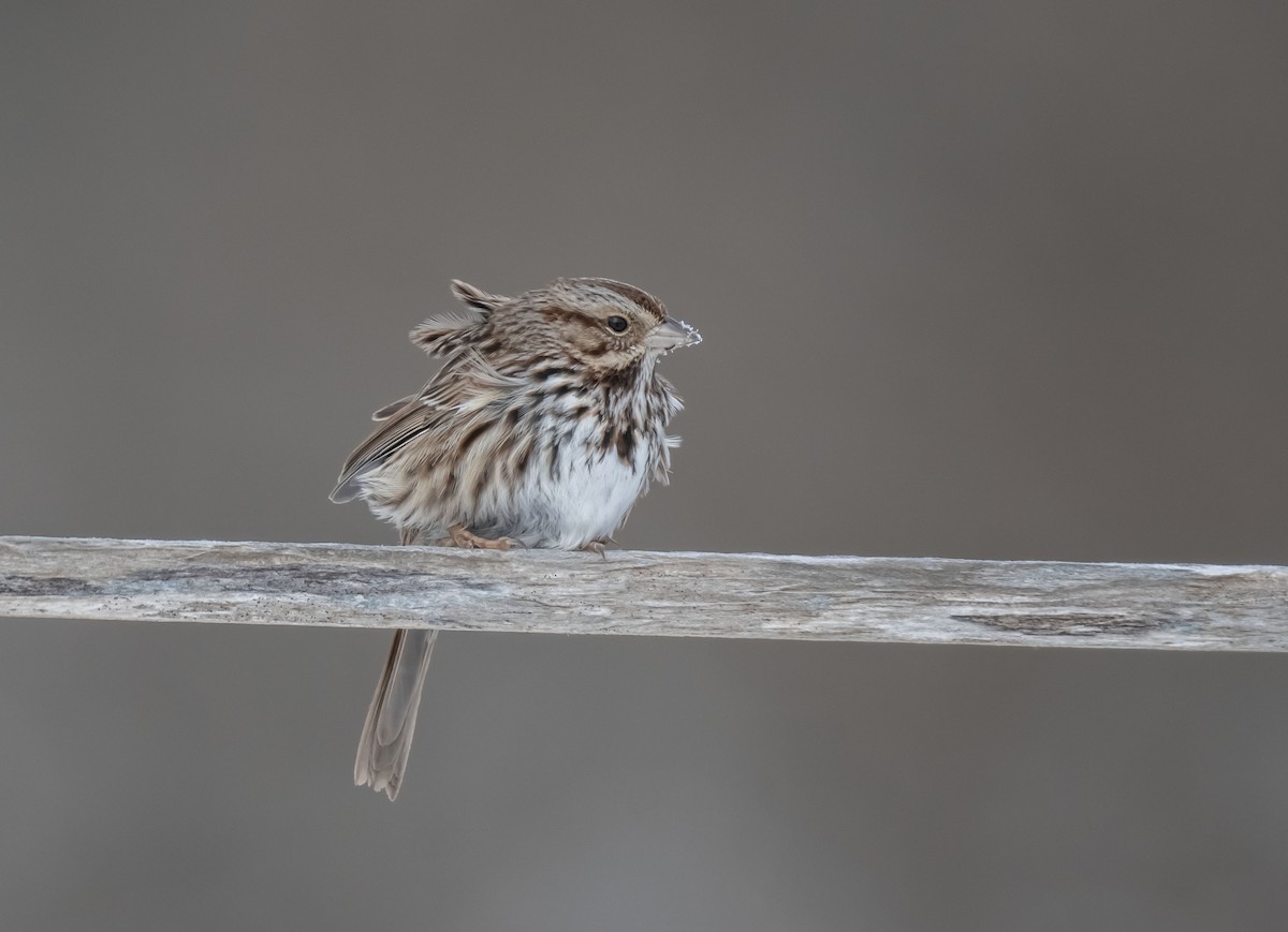 Song Sparrow - Ronnie d'Entremont