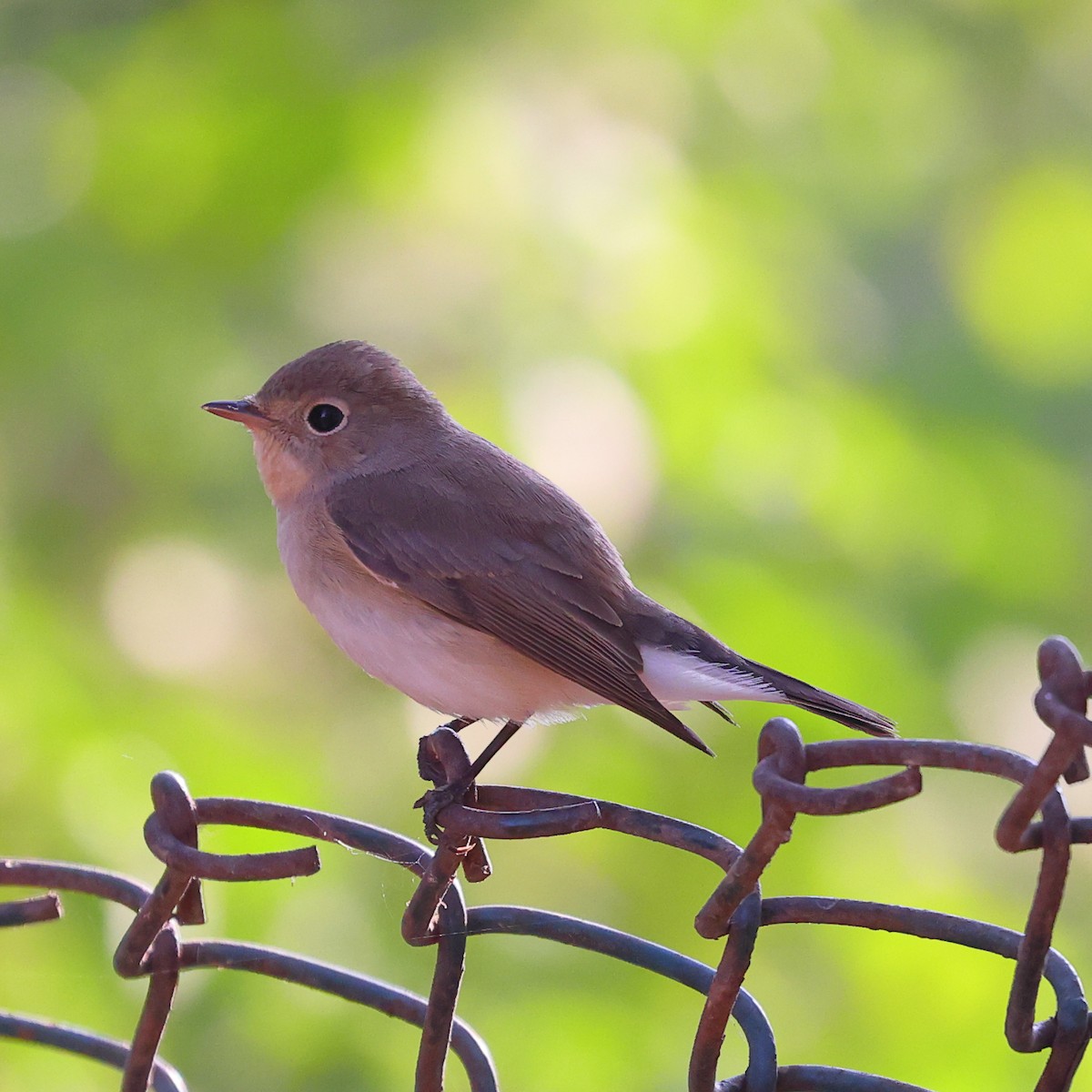 Red-breasted Flycatcher - ML615034014