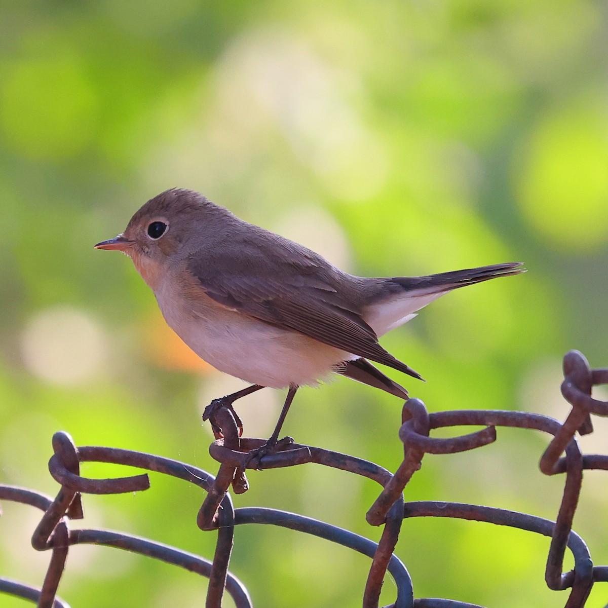 Red-breasted Flycatcher - ML615034036