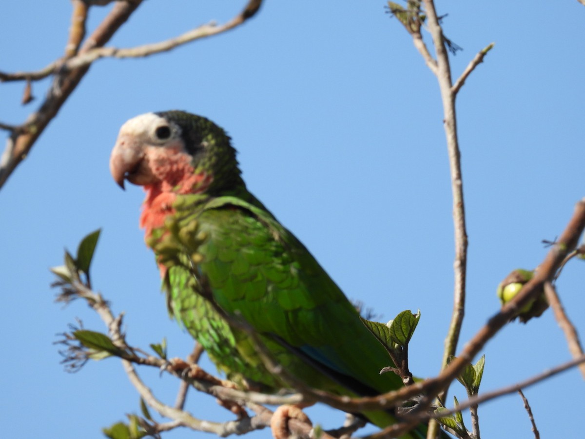 Cuban Parrot - ML615034073