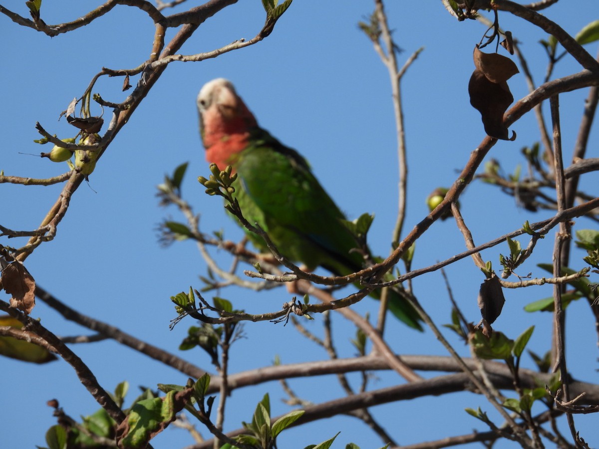 Cuban Parrot - ML615034074