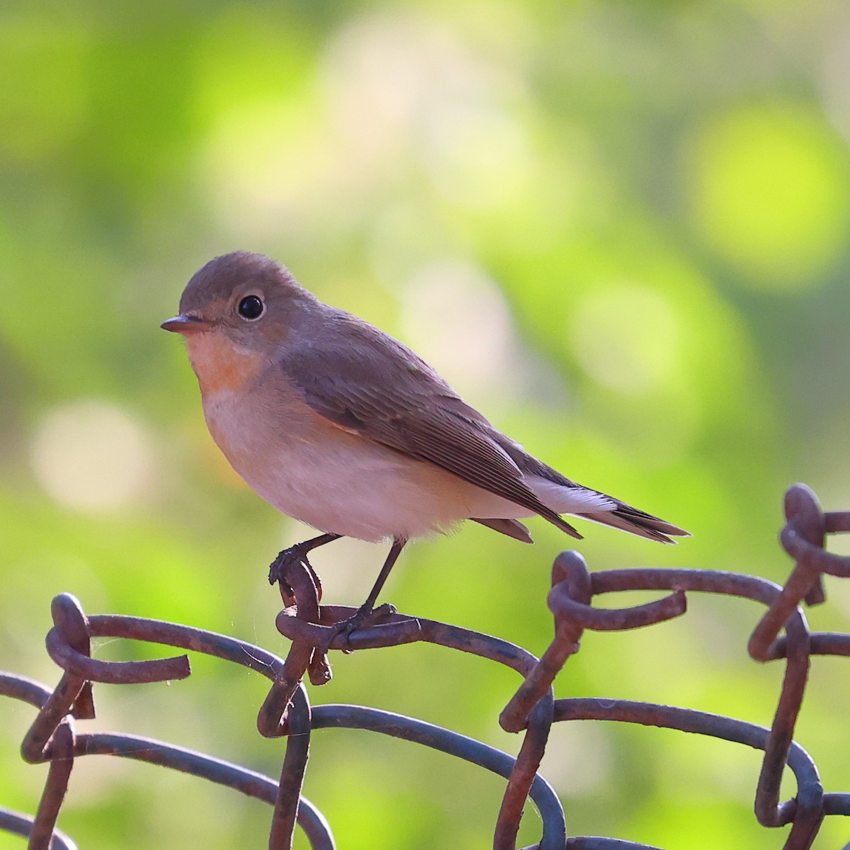 Red-breasted Flycatcher - ML615034079