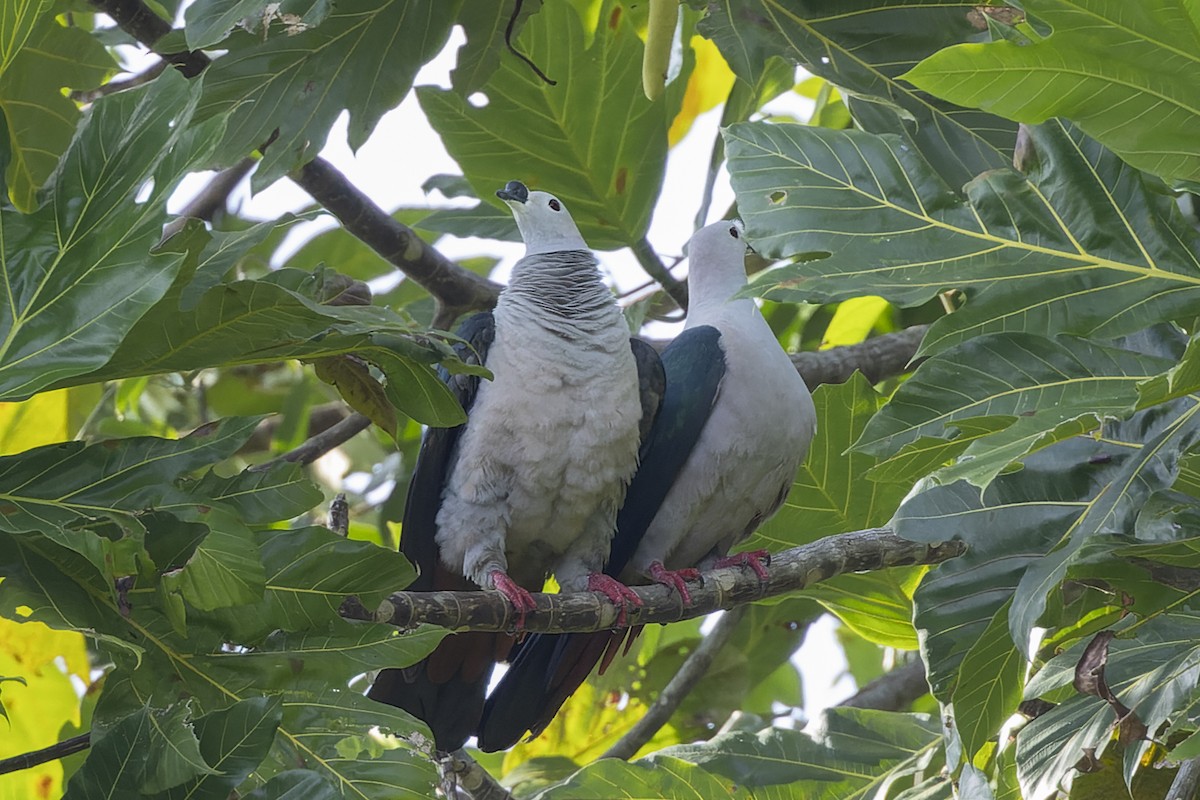 holub papuánský - ML615034131
