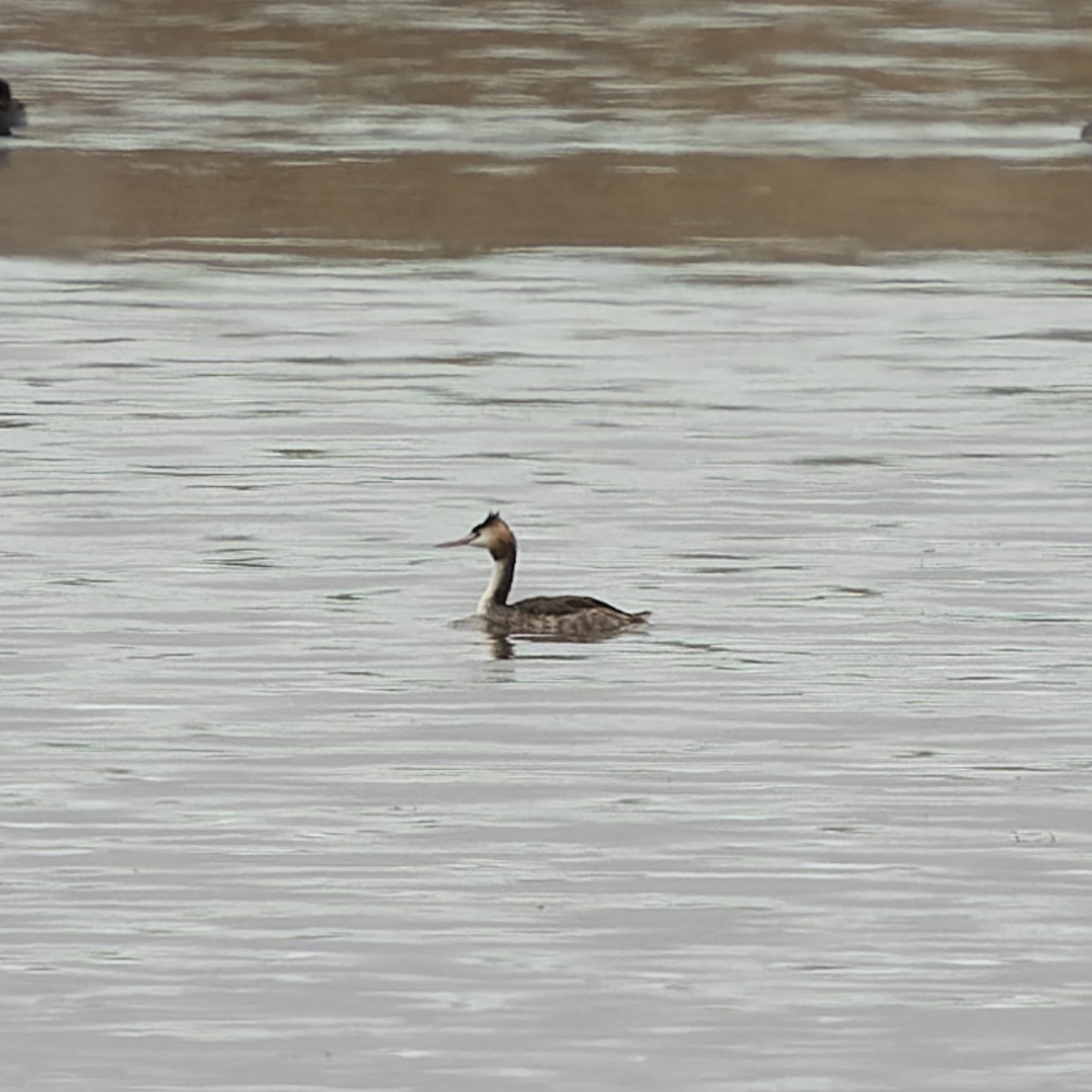Great Crested Grebe - ML615034308