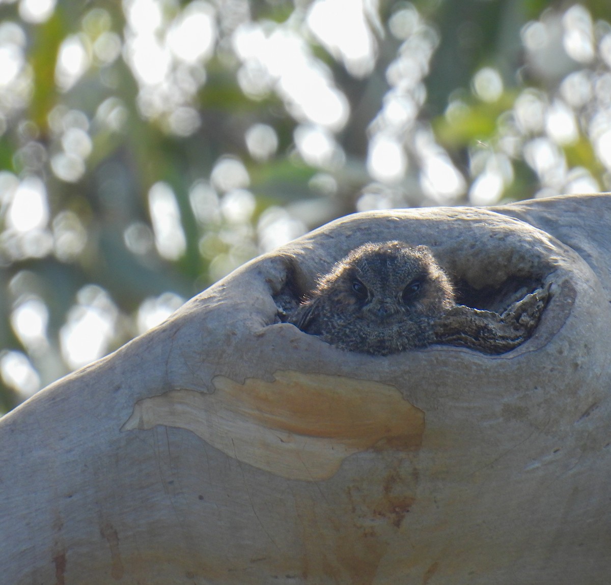 Australian Owlet-nightjar - ML615034475