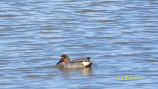 Green-winged Teal - ML615034486