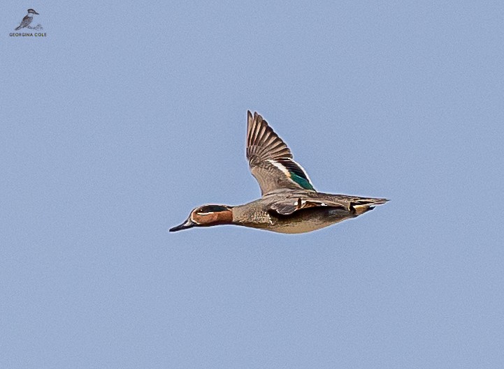 Green-winged Teal - ML615034521