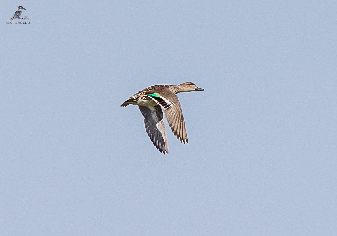 Green-winged Teal - ML615034523
