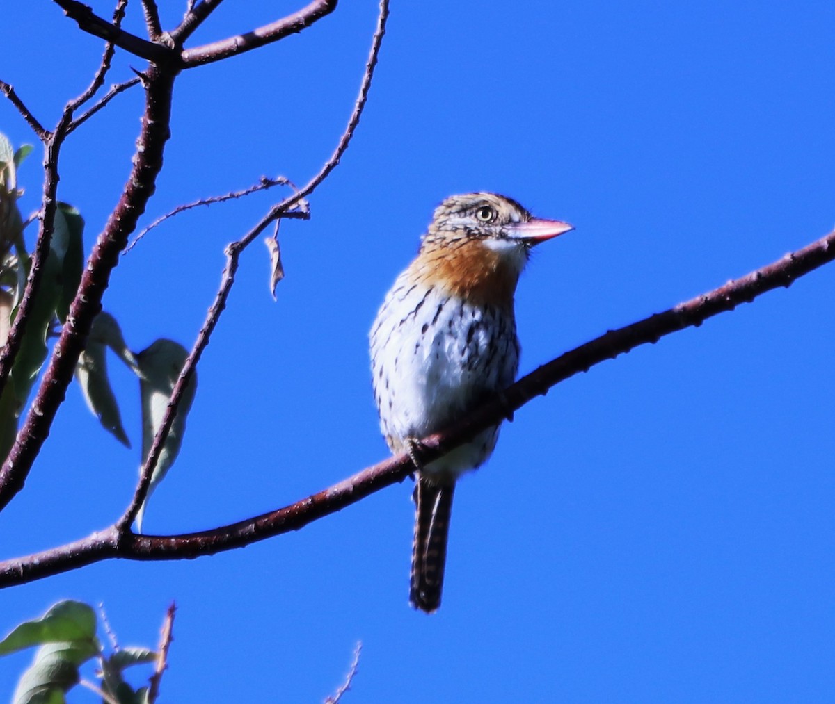 Spot-backed Puffbird (Chaco) - ML615034535