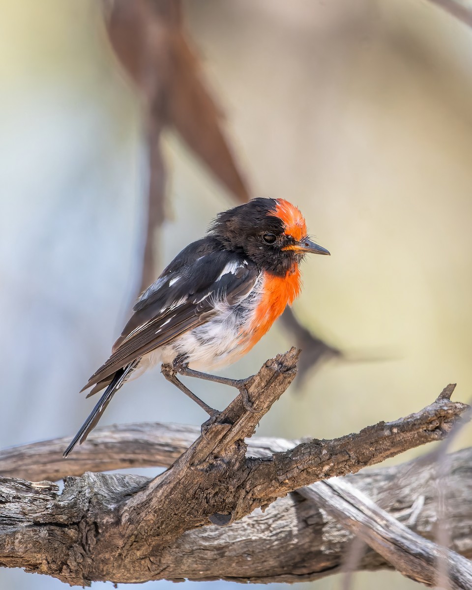 Red-capped Robin - ML615034640