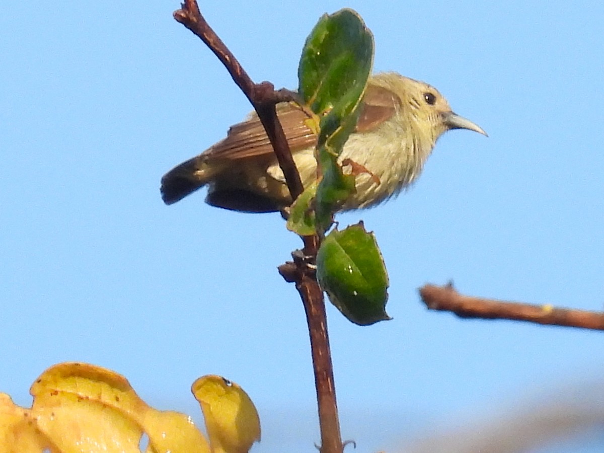 Nilgiri Flowerpecker - ML615034886