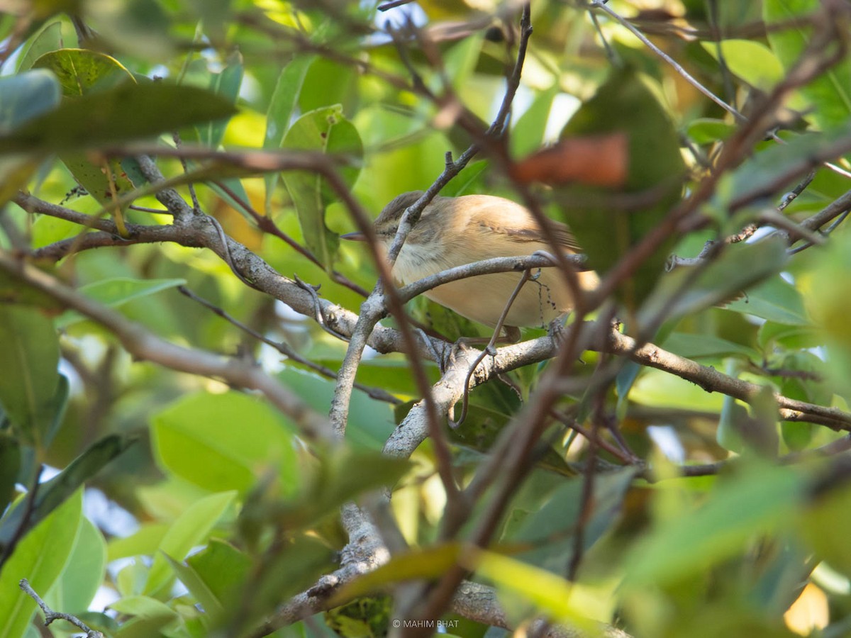 Booted/Sykes's Warbler - ML615035003