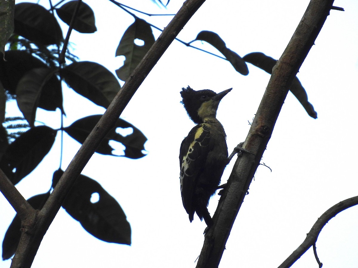 Heart-spotted Woodpecker - ML615035061