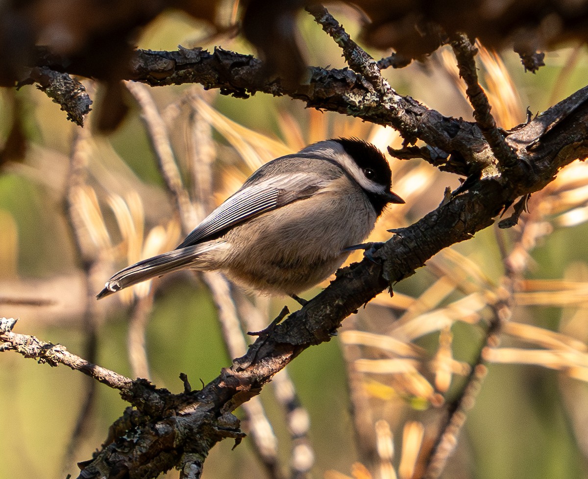 North Carolina Bird Atlas Checklist - 18 Feb 2024 - Pisgah NF Trail ...