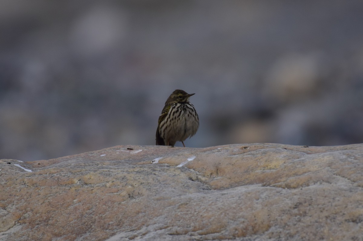 Rosy Pipit - ML615035426
