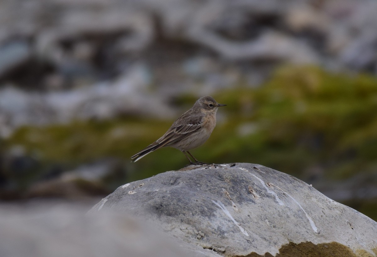 Water Pipit - ML615035428
