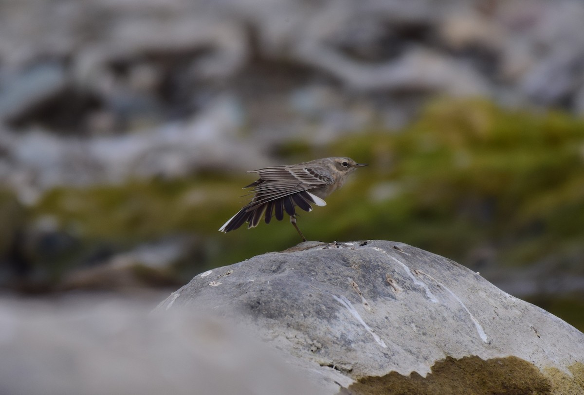 Water Pipit - ML615035429