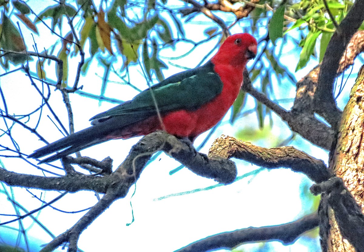 Australian King-Parrot - ML615035782