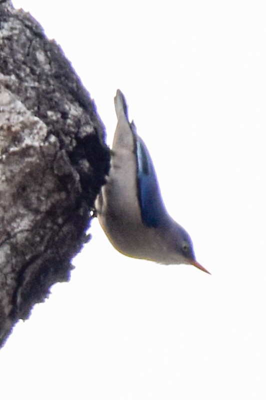 Velvet-fronted Nuthatch - ML615035826