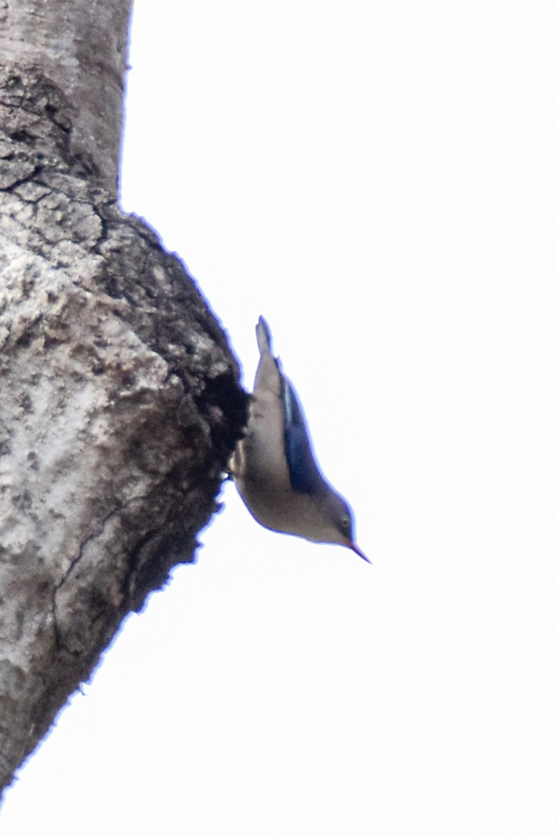 Velvet-fronted Nuthatch - ML615035827