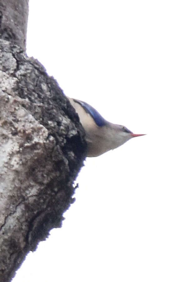 Velvet-fronted Nuthatch - ML615035828