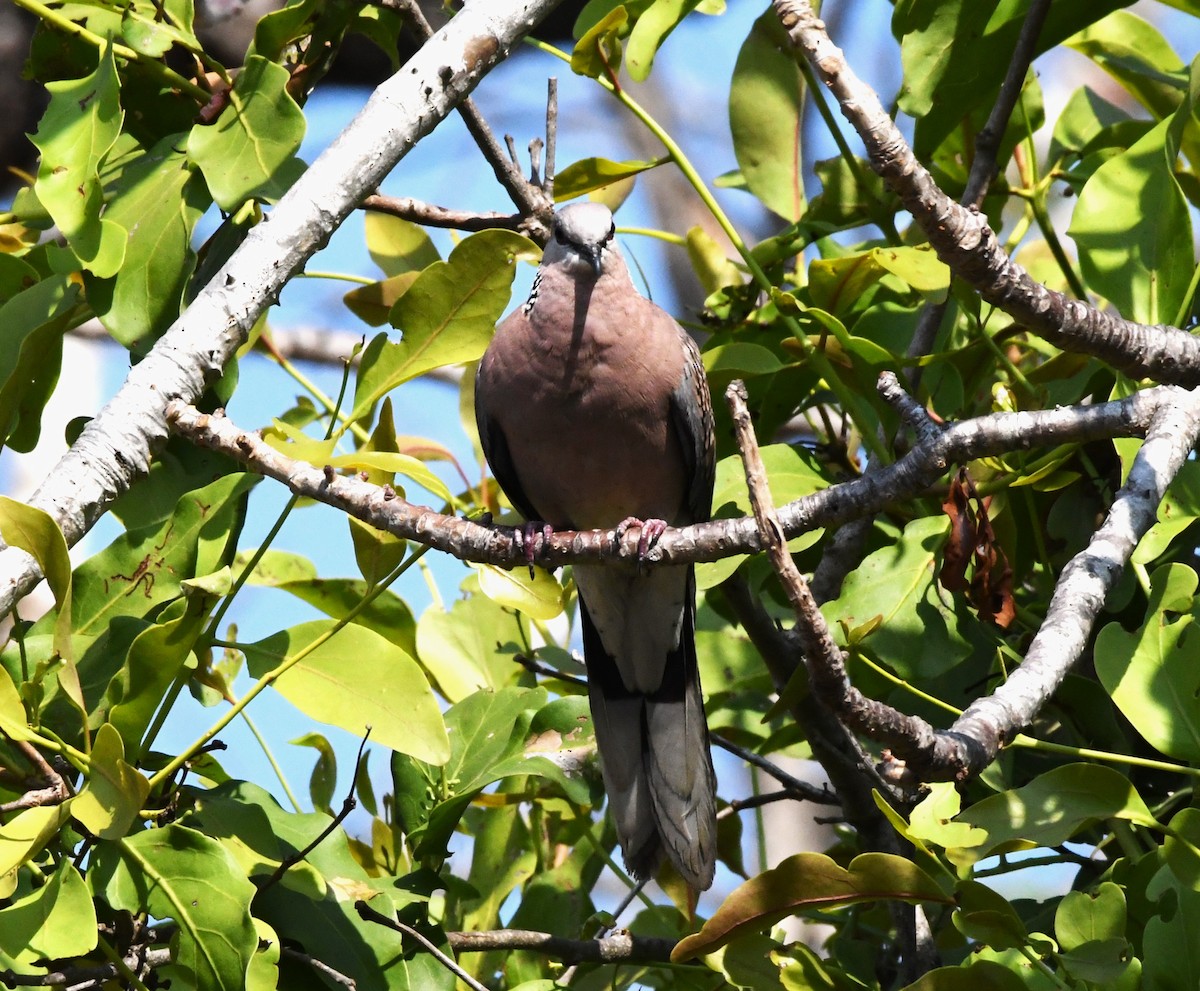 Spotted Dove - ML615035880