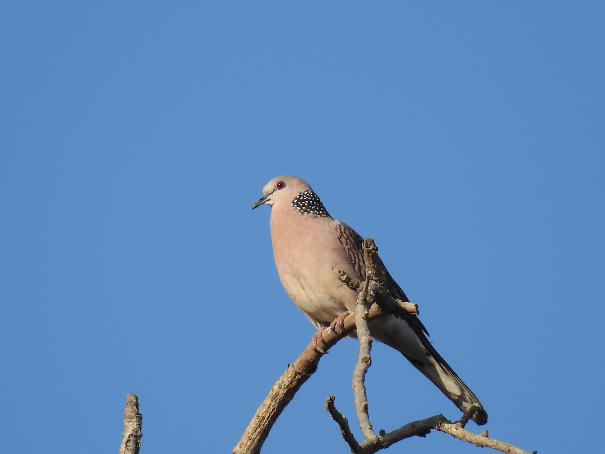 Spotted Dove - ML615035890