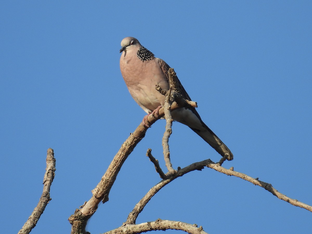 Spotted Dove - ML615035891