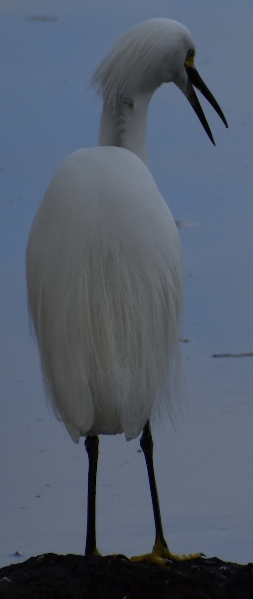 Snowy Egret - ML615035898