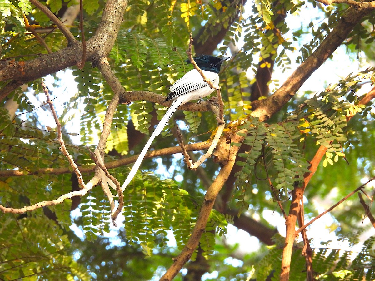 Indian Paradise-Flycatcher - Aparajita Datta
